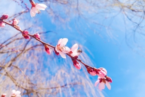 小清新桃花朵朵