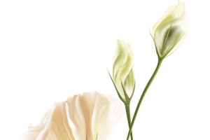 百合白色花