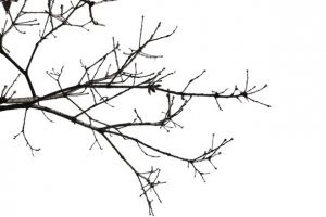 树枝枯木造型户外