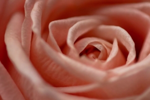 玫瑰 花 宏 花瓣 粉红色 4k壁纸 3840x2160