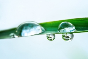 谷雨过后的水珠4k高清图片