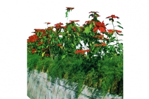 花台鲜花