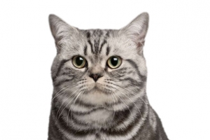 狸花猫可爱猫咪