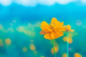 花 黄色 精致 花朵 花瓣 雌蕊 茎 4k壁纸 3840x2160