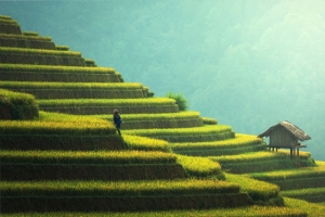 水稻田 梯田 5k风景图片