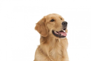 金毛犬免扣元素