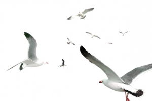 白色简约海鸥漂浮素材