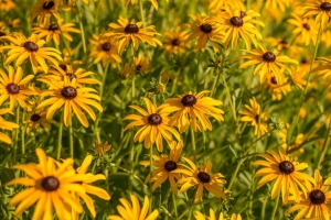  rudbeckia 花 花瓣 芽 4k壁纸 3840x2160