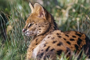  serval 大猫 捕食者 野生 草 4k壁纸 3840x2160