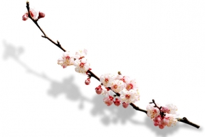 一枝桃花