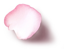 玫瑰花叶子化妆品