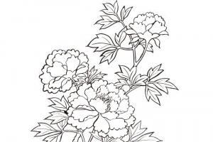 牡丹印花矢量图