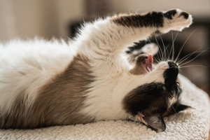 猫 打哈欠 舌头突出 有趣 宠物 4k壁纸 3840x2160