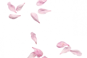 唯美樱花花瓣设计元素