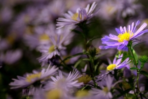 秋紫苑 紫苑 花 花瓣 模糊 紫色 4k壁纸 3840x2160