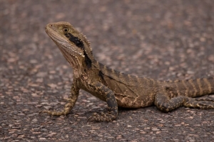  agama 爬行动物 蜥蜴 4k壁纸 3840x2160