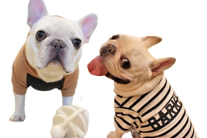 家养型犬