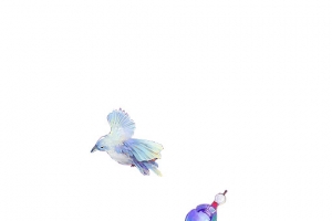 彩绘风格飞翔的小鸟