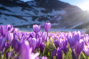 紫番红花4K风景高清壁纸3840x2160免费下载