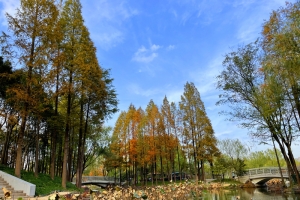 公园秋天背景