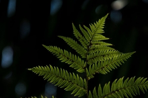 蕨类 片材 植物 雕刻 宏观 模糊 4k壁纸 3840x2160