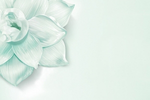 美丽的banner