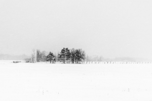 树木 雪 冬天 雾 自然 4k壁纸 3840x2160