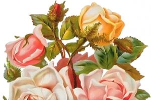 手绘鲜花高清鲜花png