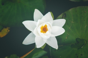 白色睡莲6k图片