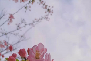 春天唯美花卉背景