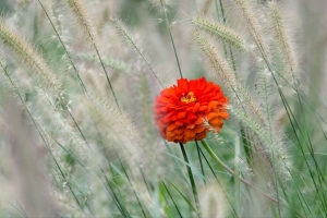 花 花瓣 红色 草 宏观 4k壁纸 3840x2160