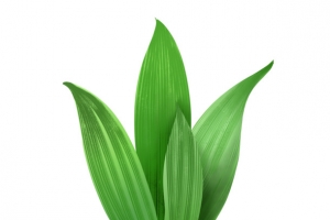 绿色大叶植物春天绿植
