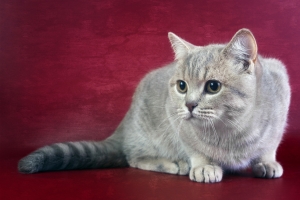 灰色的猫背景图片
