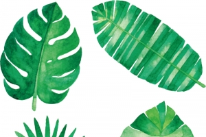 树叶植物叶子