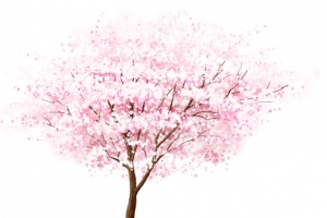 美丽的樱花树