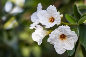  cordia boissier 花 白色 微距 花瓣 4k壁纸 3840x2160