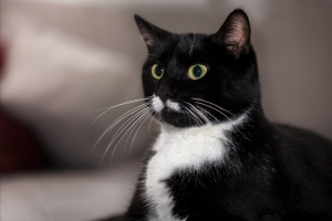 猫 眼睛 胡子 4K壁纸