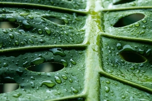  monstera 叶子 宏 水滴 水 4k壁纸 3840x2160