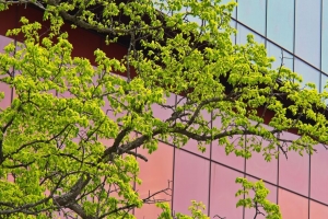 树 建筑 建筑 4k壁纸 3840x2160