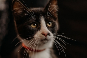 猫 宠物 一瞥 枪口 项圈 4k壁纸 3840x2160