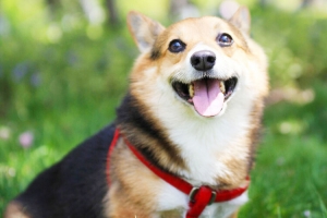 微笑的小柴犬狗