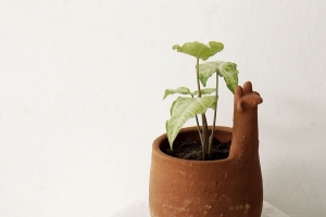 植物 花盆 装饰 极简主义 4k壁纸 3840x2160