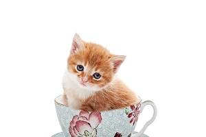 可爱小猫