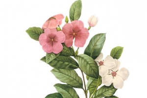 一束好看的花1
