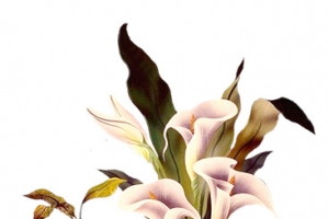 喇叭花花朵手绘