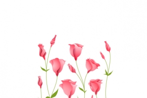 牵牛花