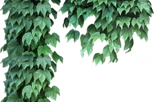 绿色景观爬山虎植物