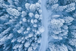 冬天的雪与树