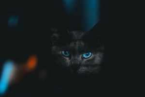 猫 一瞥 宠物 深色 眼睛 蓝色 4k壁纸 3840x2160