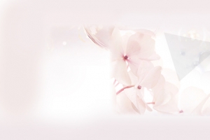 粉色天然纯洁花朵